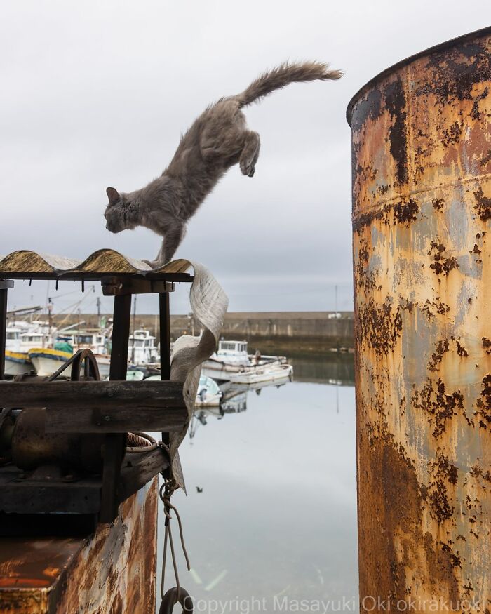 New Captivating Images By Masayuki Oki Celebrating The Quirky And Playful Side Of Cats
