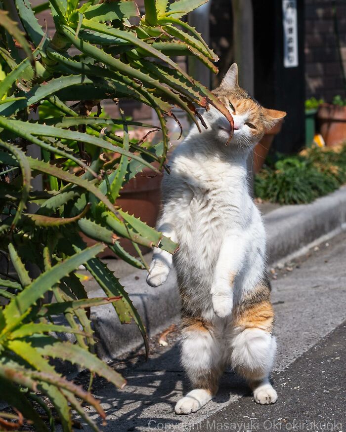 New Captivating Images By Masayuki Oki Celebrating The Quirky And Playful Side Of Cats