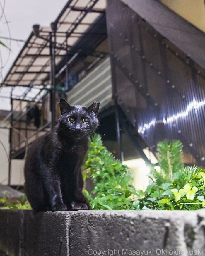 New Captivating Images By Masayuki Oki Celebrating The Quirky And Playful Side Of Cats