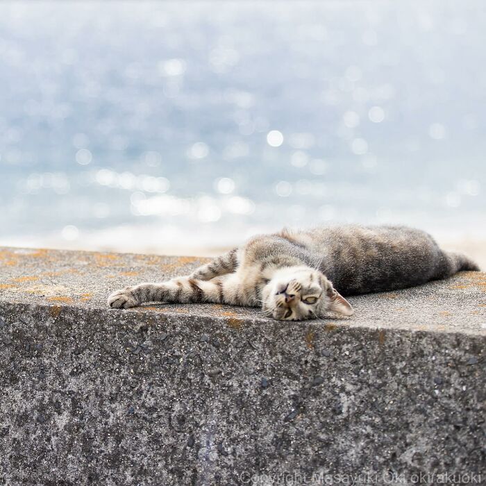 New Captivating Images By Masayuki Oki Celebrating The Quirky And Playful Side Of Cats