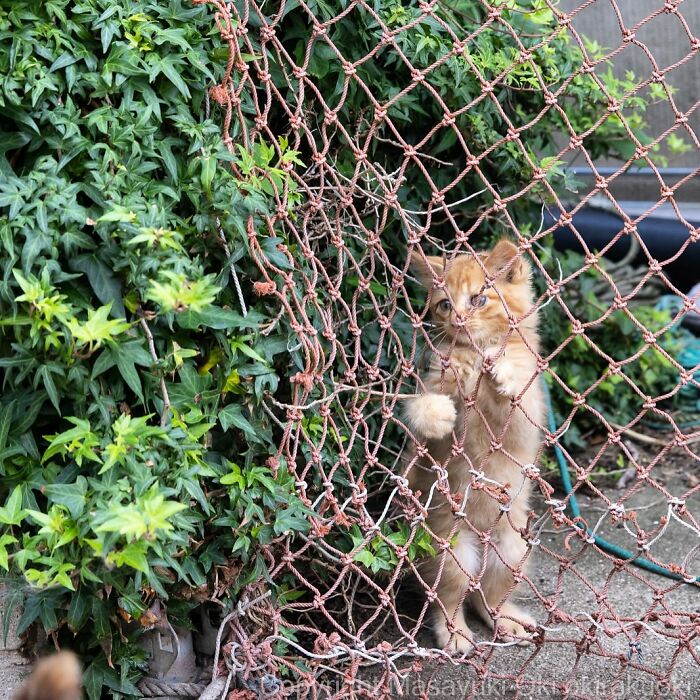 New Captivating Images By Masayuki Oki Celebrating The Quirky And Playful Side Of Cats
