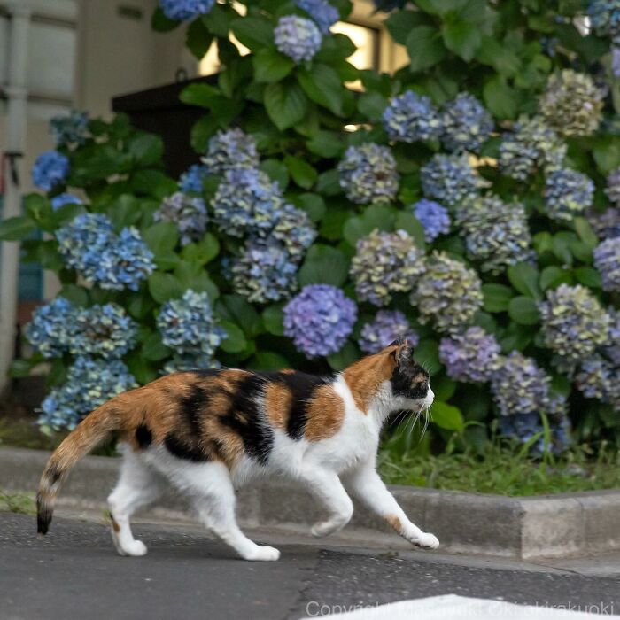 New Captivating Images By Masayuki Oki Celebrating The Quirky And Playful Side Of Cats
