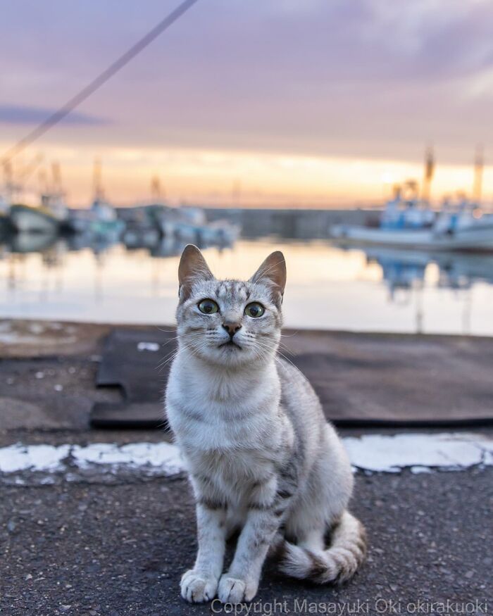 New Captivating Images By Masayuki Oki Celebrating The Quirky And Playful Side Of Cats