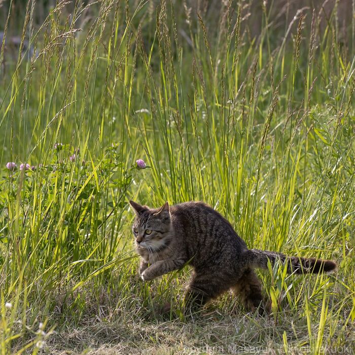 New Captivating Images By Masayuki Oki Celebrating The Quirky And Playful Side Of Cats