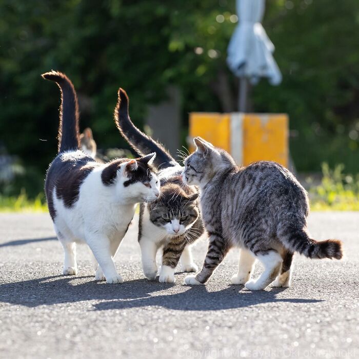 New Captivating Images By Masayuki Oki Celebrating The Quirky And Playful Side Of Cats