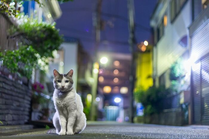 New Captivating Images By Masayuki Oki Celebrating The Quirky And Playful Side Of Cats