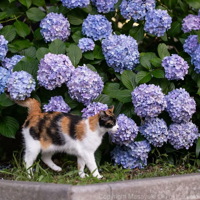 New Captivating Images By Masayuki Oki Celebrating The Quirky And Playful Side Of Cats