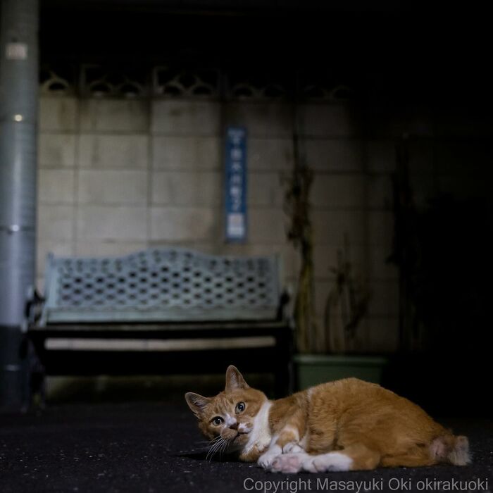 New Captivating Images By Masayuki Oki Celebrating The Quirky And Playful Side Of Cats