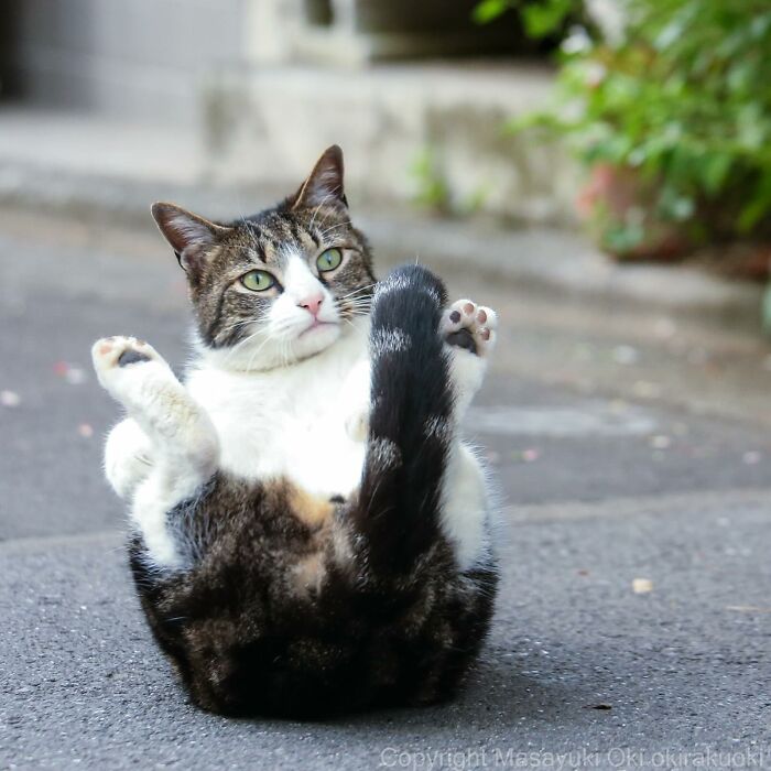 New Captivating Images By Masayuki Oki Celebrating The Quirky And Playful Side Of Cats