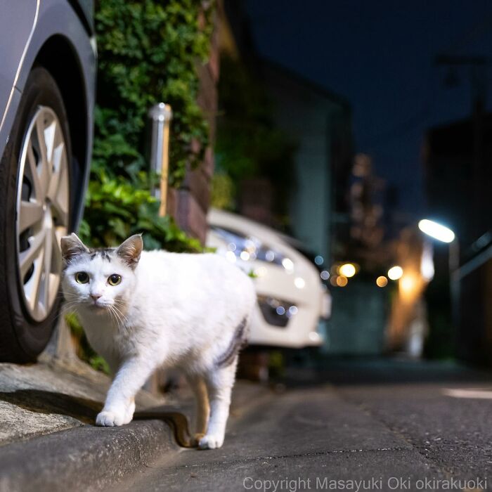 New Captivating Images By Masayuki Oki Celebrating The Quirky And Playful Side Of Cats