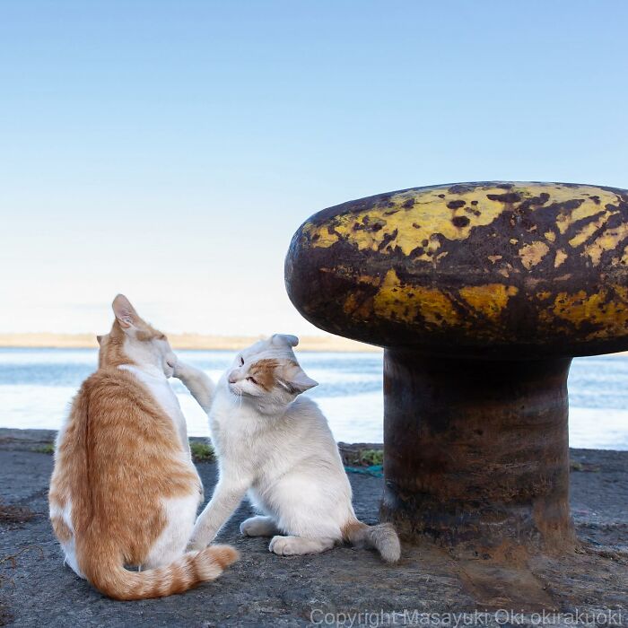 New Captivating Images By Masayuki Oki Celebrating The Quirky And Playful Side Of Cats
