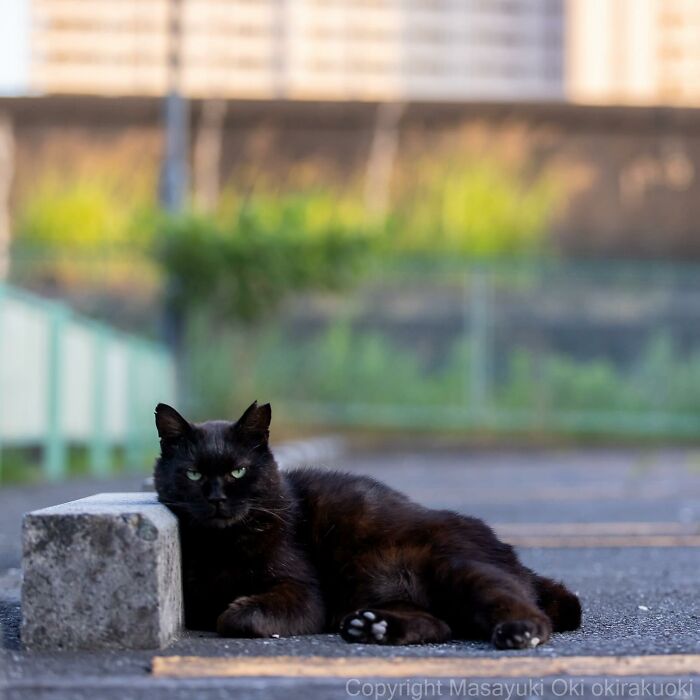 New Captivating Images By Masayuki Oki Celebrating The Quirky And Playful Side Of Cats