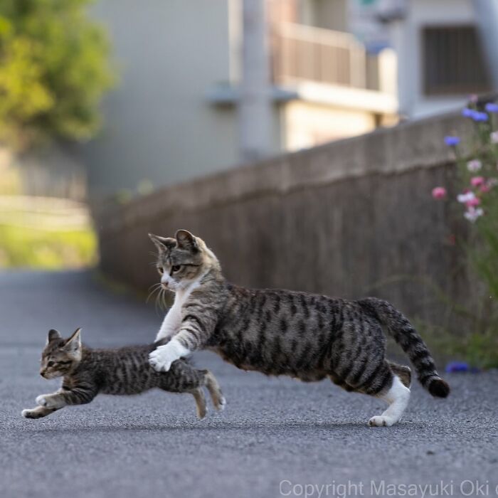 New Captivating Images By Masayuki Oki Celebrating The Quirky And Playful Side Of Cats