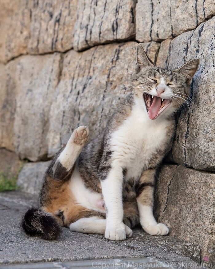 New Captivating Images By Masayuki Oki Celebrating The Quirky And Playful Side Of Cats