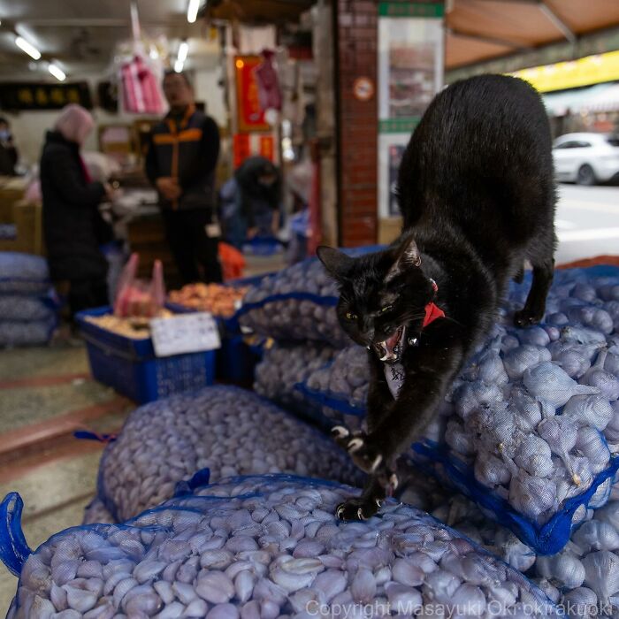 New Captivating Images By Masayuki Oki Celebrating The Quirky And Playful Side Of Cats