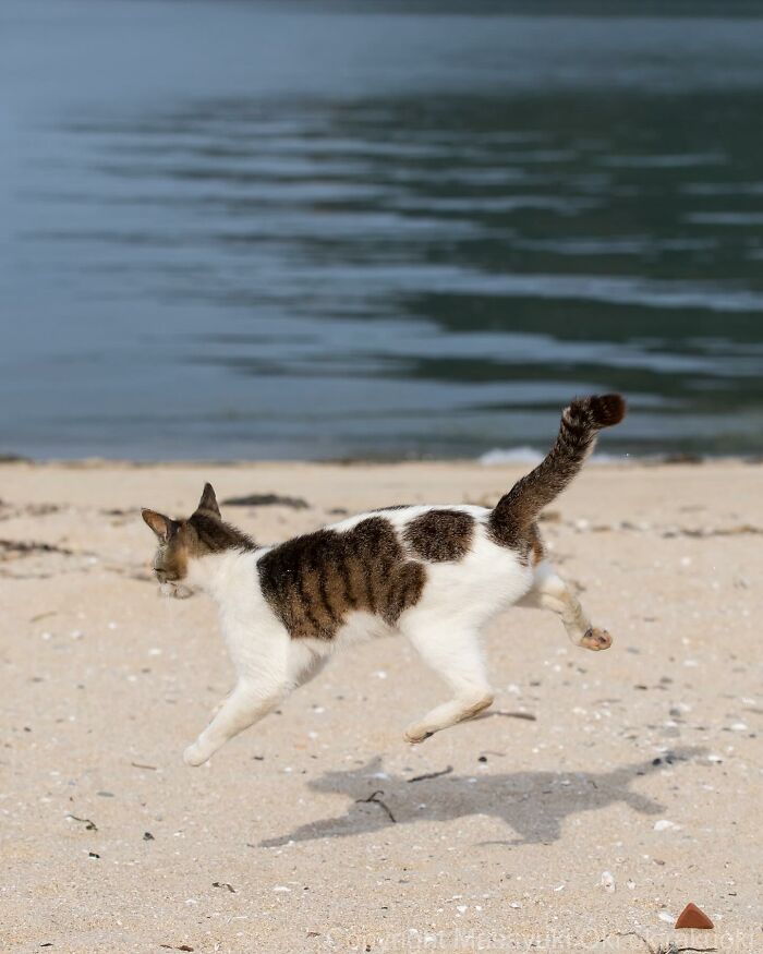 New Captivating Images By Masayuki Oki Celebrating The Quirky And Playful Side Of Cats