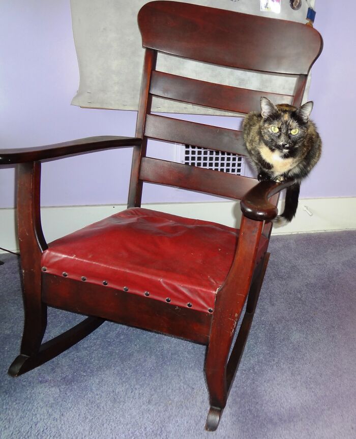 Nora Relaxing In Her Favorite Easy Chair