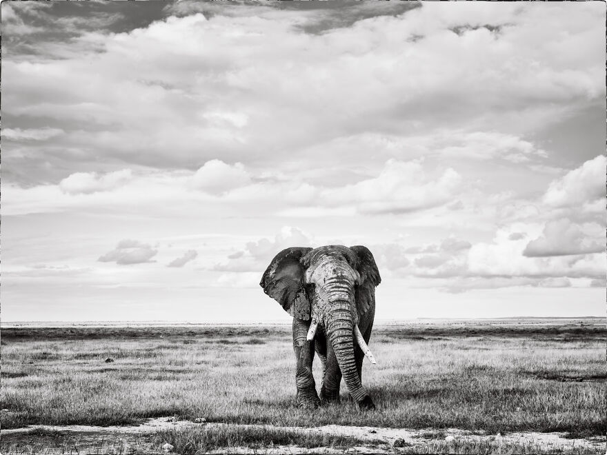 Old Tusker, Amboseli