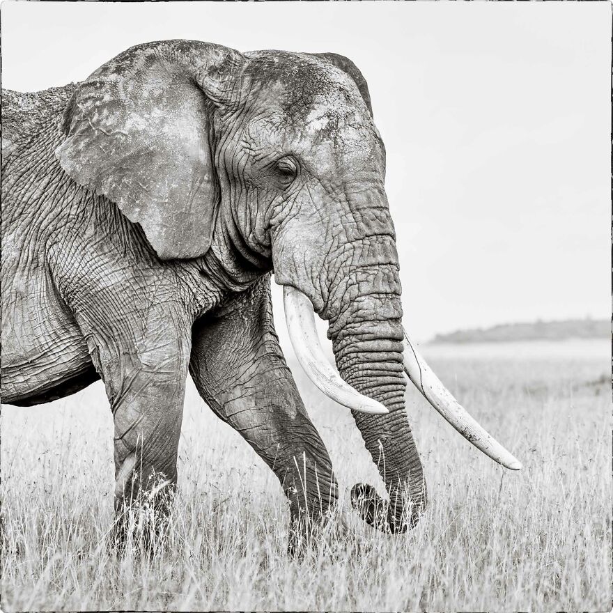 Mara Tusker