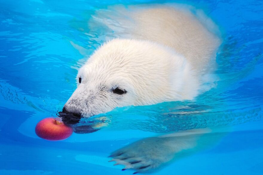 I Captured Polar Bears Playing With Water On Hot Days (11 Pics)