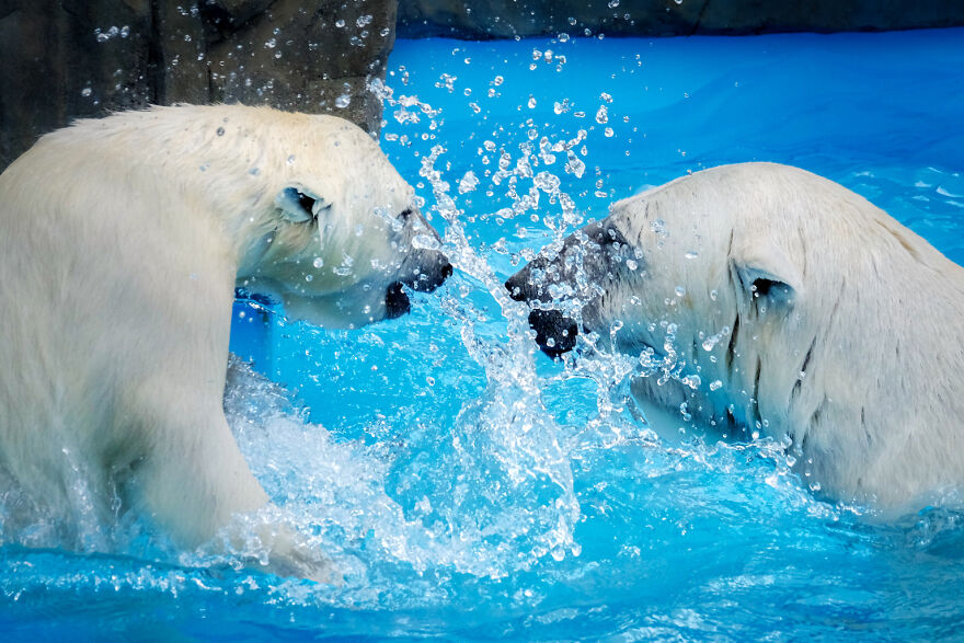 I Captured Polar Bears Playing With Water On Hot Days (11 Pics)