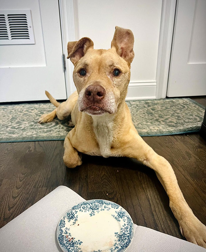 Sarma Melngailis Says She &ldquo;Wasn&rsquo;t Expecting&rdquo; To Lose Her Dog Which She Sought Immortality For