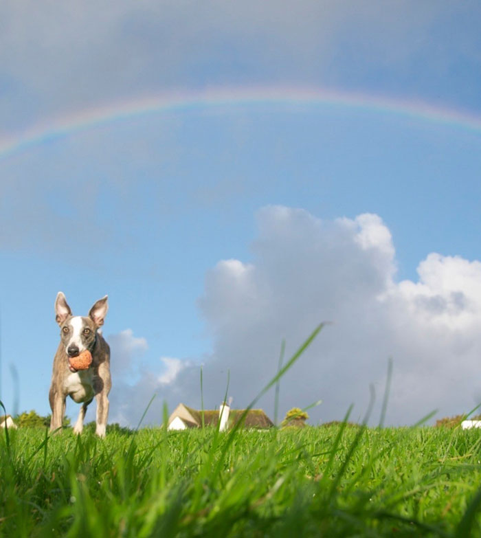 Sarma Melngailis Says She &ldquo;Wasn&rsquo;t Expecting&rdquo; To Lose Her Dog Which She Sought Immortality For