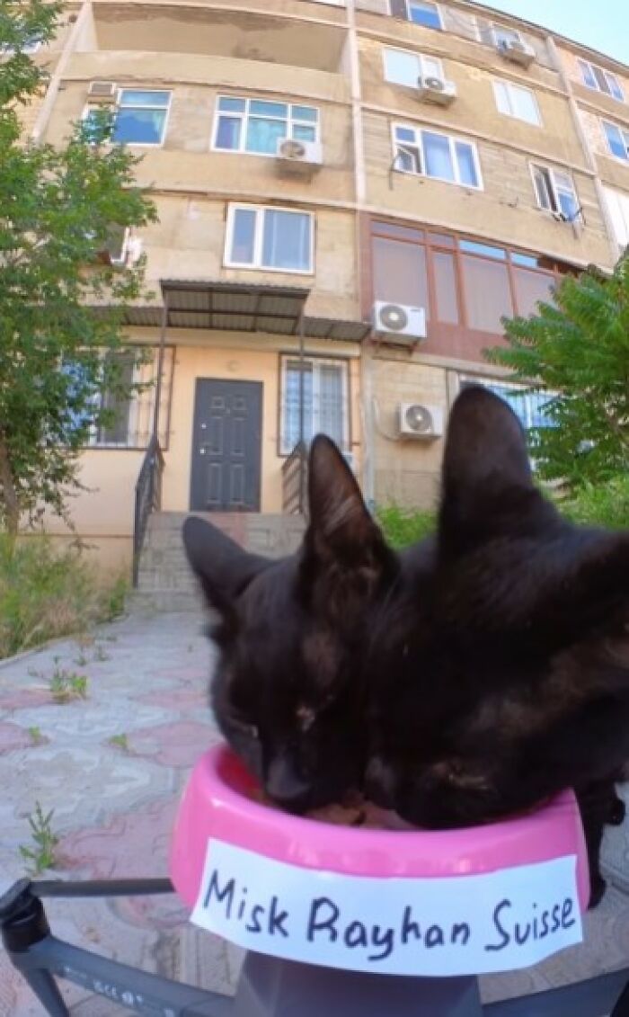 A Man Uses A Drone To Look For Stray Cats And Feed Them (40 Pics + 1 Video)
