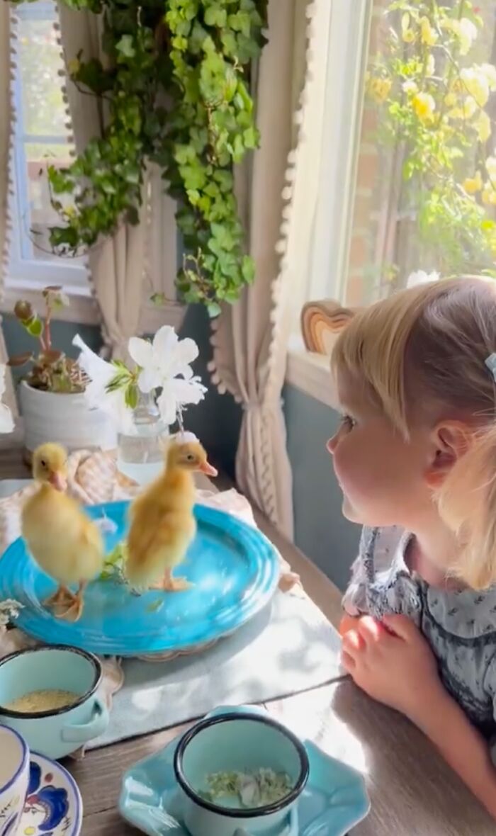 Woman Captures The Unconditional Love Between Her 3-Year-Old Daughter And Baby Ducklings Woman Captures The Unconditional Love Between Her 3-Year-Old Daughter And Baby Ducklings