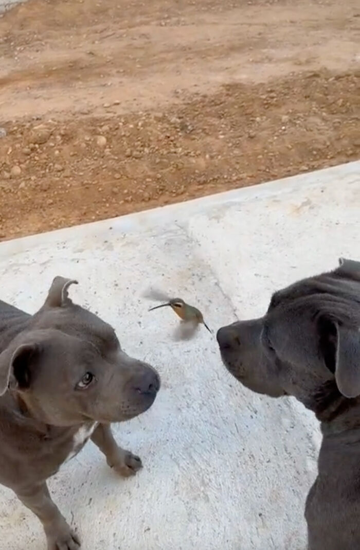 Friendship Between Two Pit Bulls And Wild Hummingbird Is Melting Hearts Online Friendship Between Two Pit Bulls And Wild Hummingbird Is Melting Hearts Online