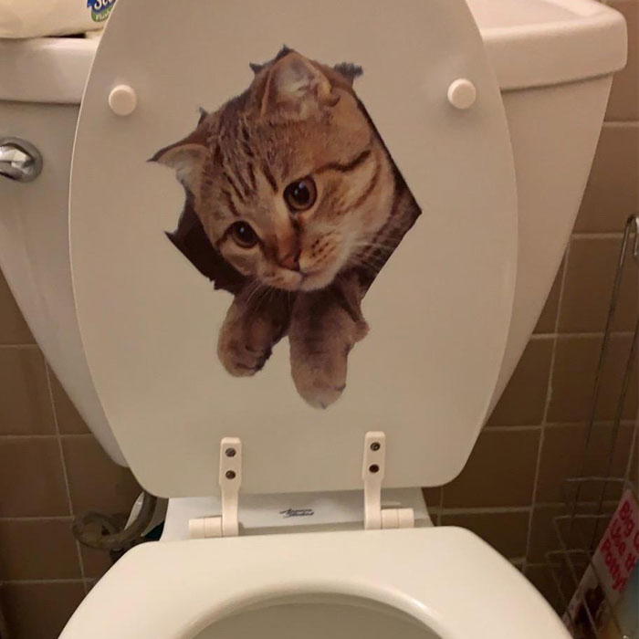 Toilet with a cat sticker, one of 25 ridiculous finds.