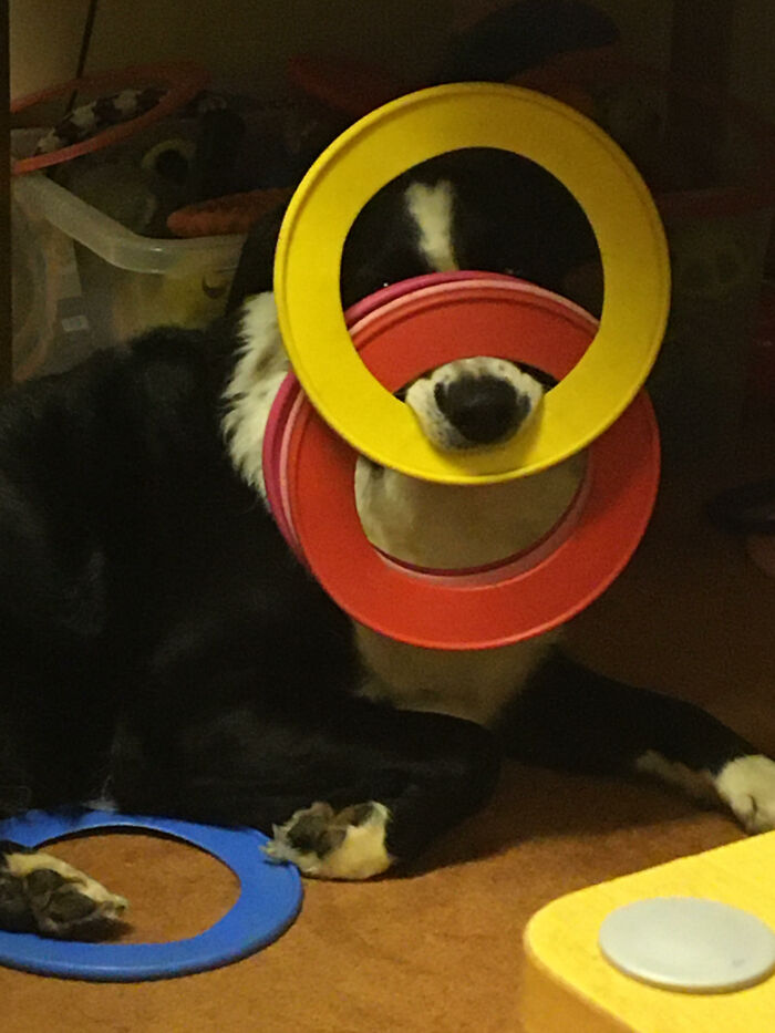 My Dog Shilo Loves His Throw Rings But Can Never Decide Which One He Wants To Play With So He Piles Them On His Nose When He Wants To Play Or Get My Attention
