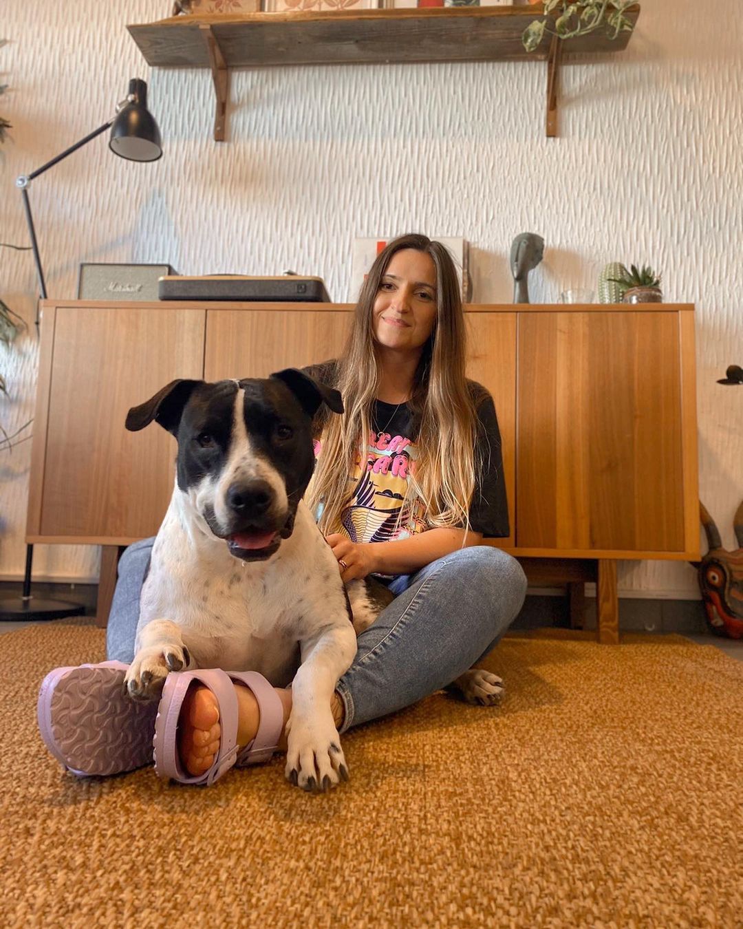 Friendship Between Two Pit Bulls And Wild Hummingbird Is Melting Hearts Online Friendship Between Two Pit Bulls And Wild Hummingbird Is Melting Hearts Online