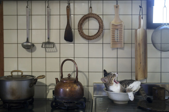 Highly Commended Winner: "Kitty In The Kitchen" By Atsuyuki Ohshima