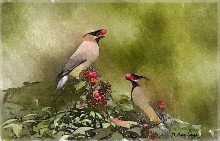 "The Gleaners" - Cedar Waxwings. Watercolor, Acrylic And Ink On Paper Block © Robert Enninga