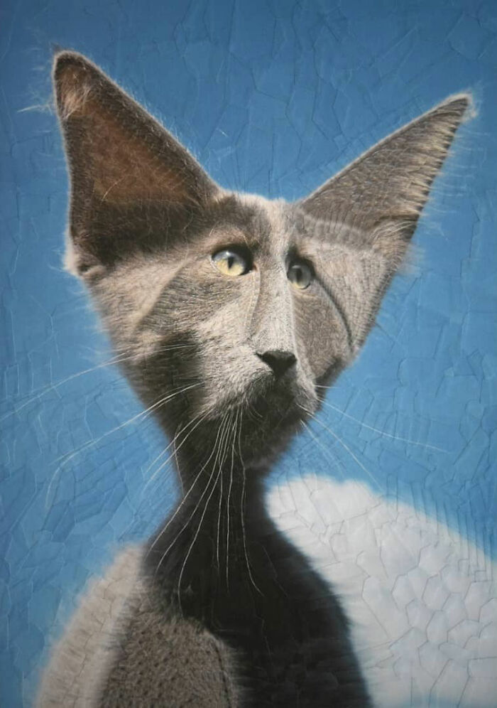 Transforming Animals: Lola Dupre's Artistic Fusion