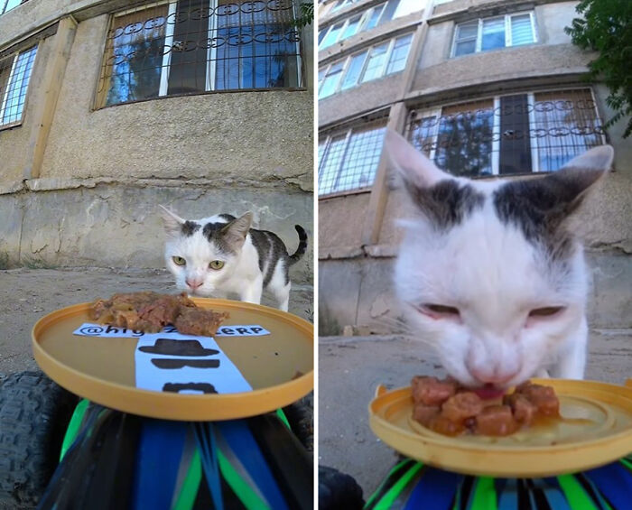 A Man Uses A Drone To Look For Stray Cats And Feed Them (40 Pics + 1 Video)