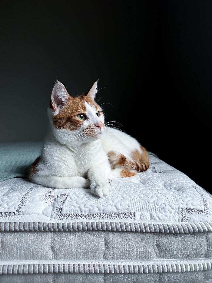 Accidental-Renaissance-Cats