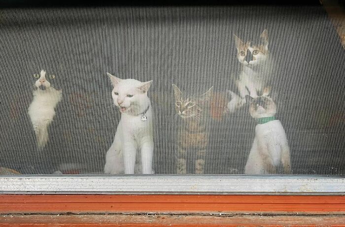 Accidental-Renaissance-Cats