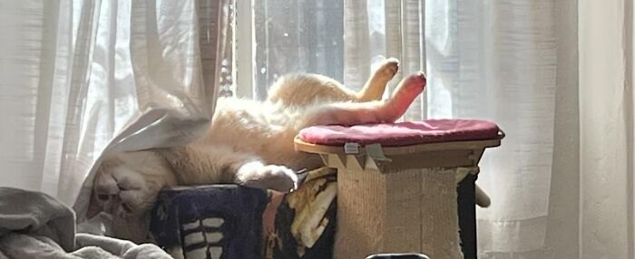 Accidental-Renaissance-Cats