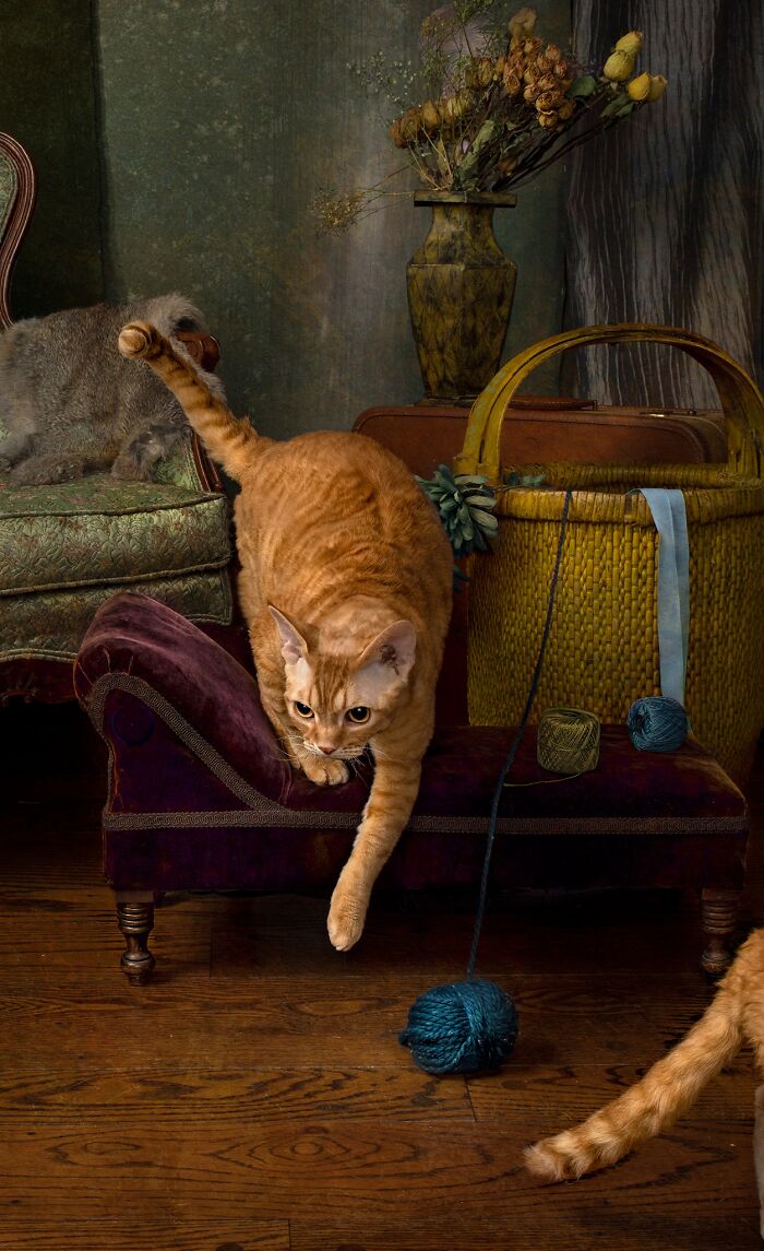 Accidental-Renaissance-Cats