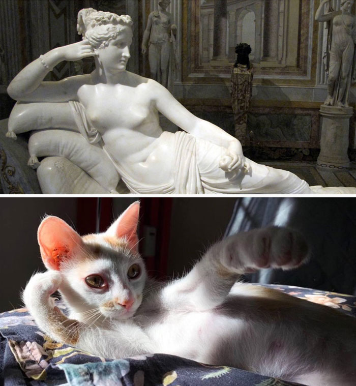 Accidental-Renaissance-Cats