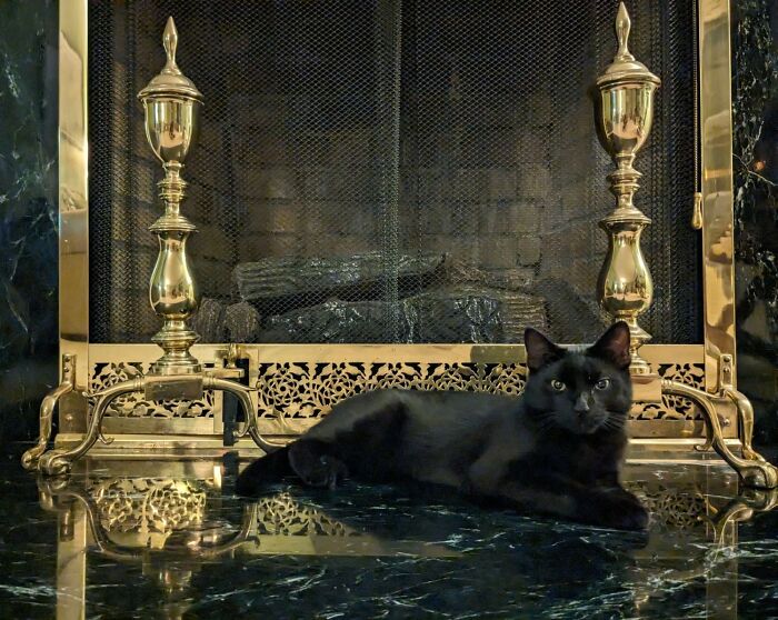 Accidental-Renaissance-Cats