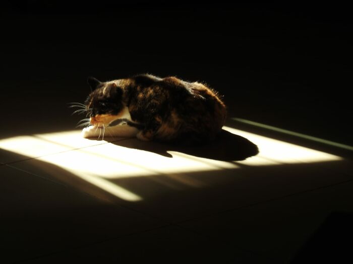 Accidental-Renaissance-Cats