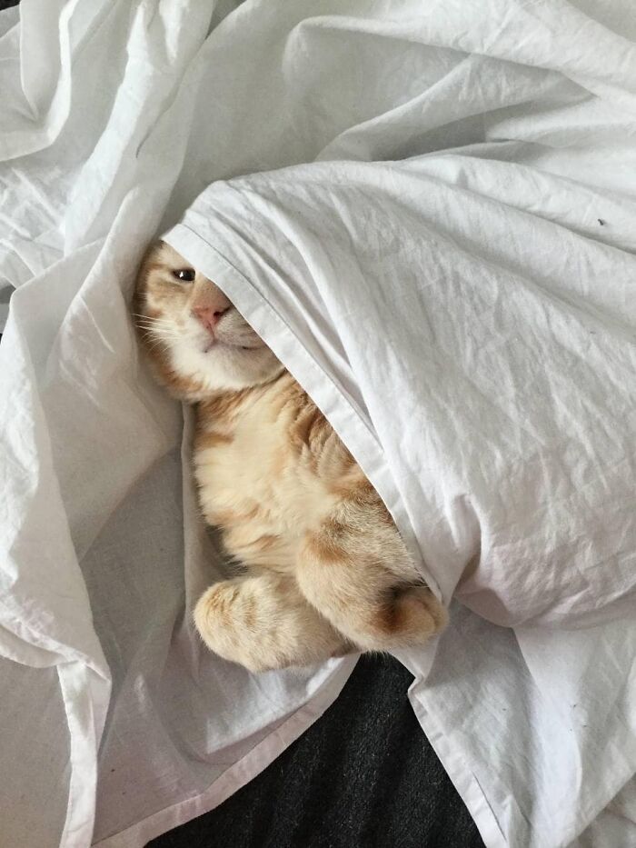 Accidental-Renaissance-Cats