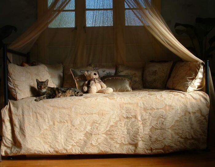 Accidental-Renaissance-Cats