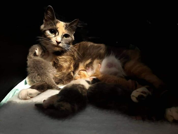 Accidental-Renaissance-Cats