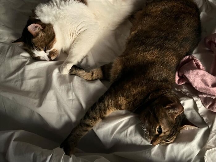 Accidental-Renaissance-Cats