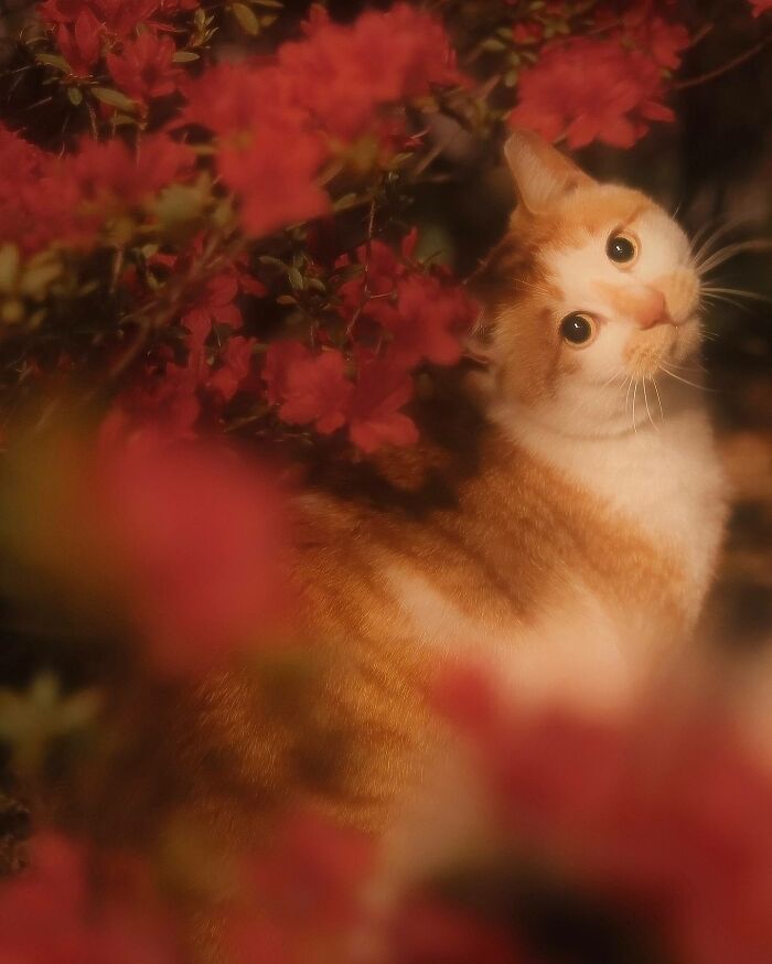 Accidental-Renaissance-Cats