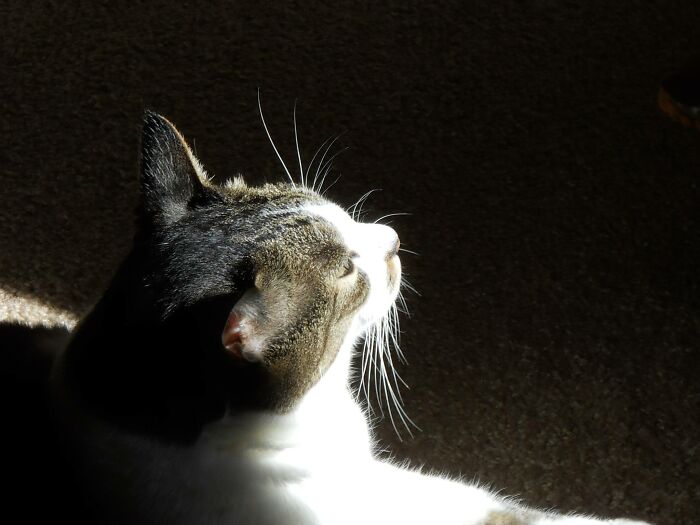 Accidental-Renaissance-Cats